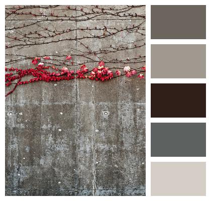 Fall Ivy Vines Autumn Vine Concrete Gray Wall Red Wall Image